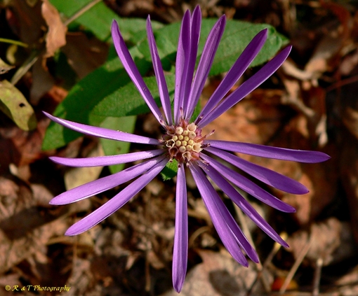 {Symphyotrichum georgianum}